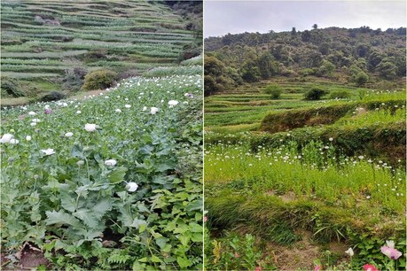 मंडी जिले में पद्धर में अफीम की खेती.