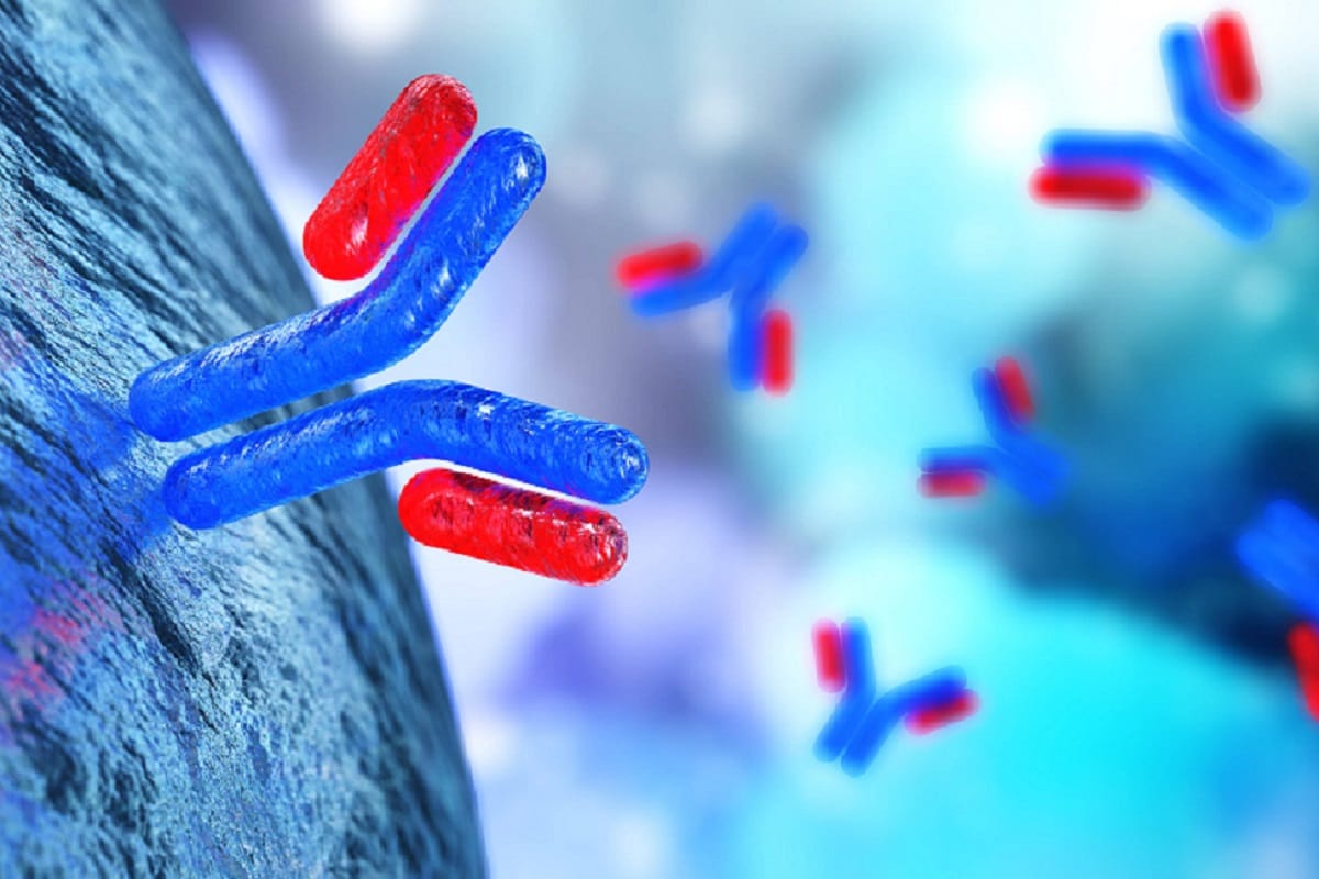 Health, Covid-19, Coronavirus, Antibodies, Antibody, Immune system, Immunoglobins, Antigen, Vaccine, B cells,