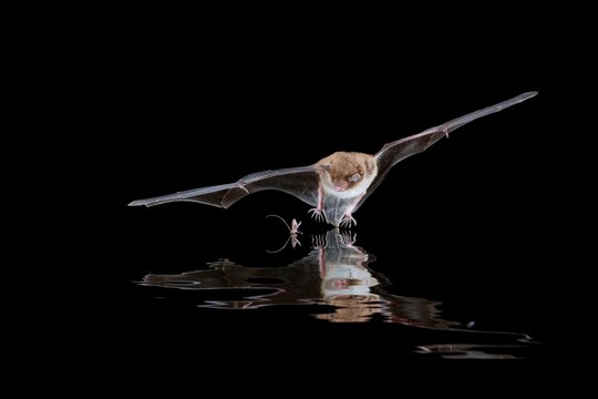 मार्च 2020 में गुफा में मौजूद चमगादड़ो की दो प्रजातियों- Rousettus leschenaultii और Pipistrellus pipistrellus के खून, गले और मलाशय के स्वाब के नमूने लिए गए थे. (प्रतीकात्मक तस्वीर: shutterstock)
