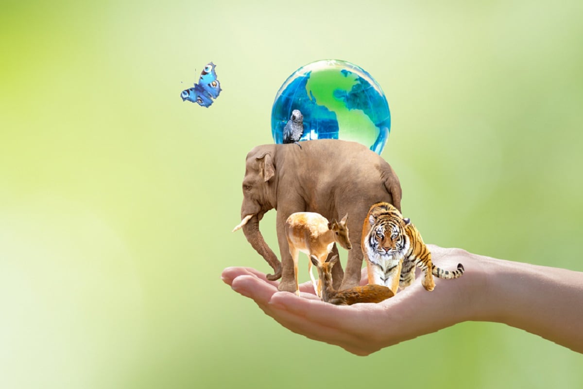 Earth Environment, International Day for Biological Diversity, Biodiversity, Biological Diversity, Mass Extinction, Extinction, Human Activities,