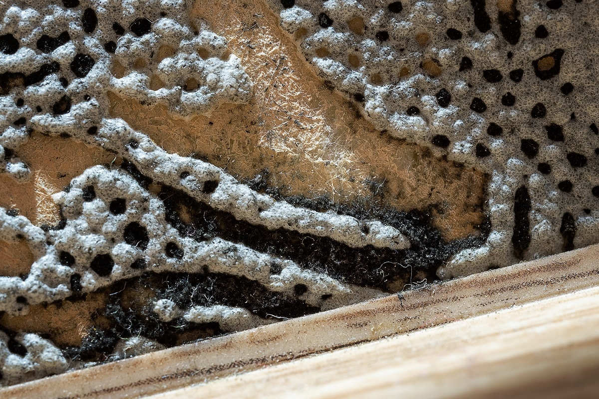 Health, Coronaviurs, Covid-19, Black Fungus, Mucormycosis, Steroids, Eye damage, Black Fungus infection