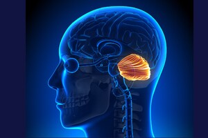 इंसान के दिमाग के विकास में सेरिबैलम की क्या रही थी भूमिका