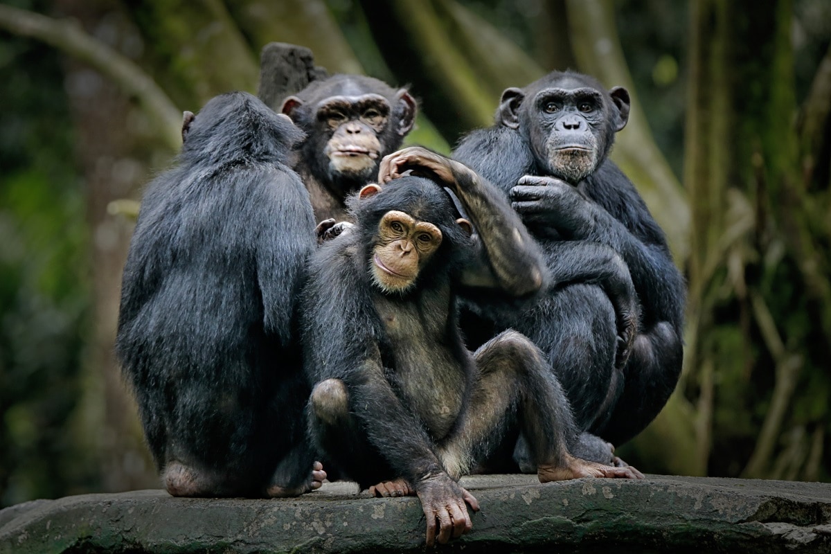 Environment, Dinosaurs, Mammals, Cretaceous Era, Evolution, Competition,