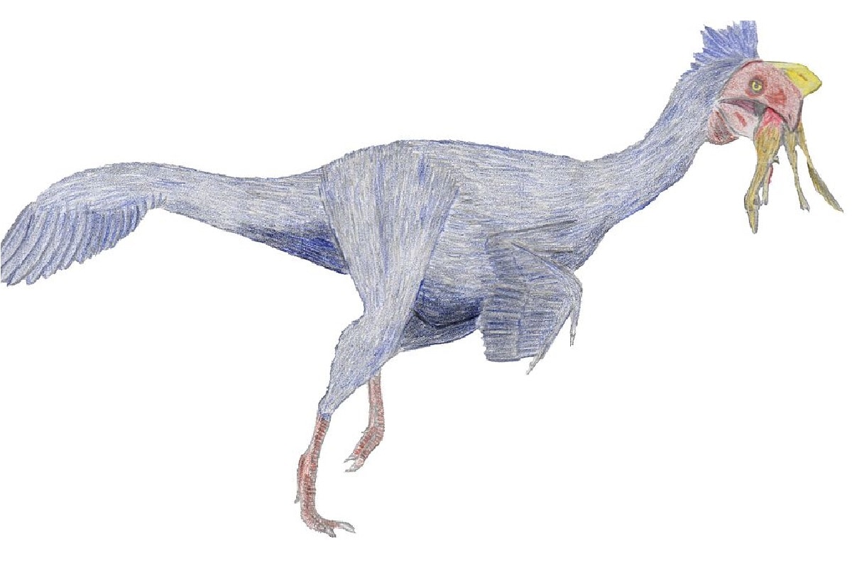 Environment, Dinosaur, Palaeontology, Barn Owl, Small bird-like dinosaur, night vision, Strong hearing, Predator dinosaur, nocturnal predators