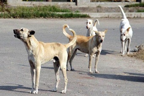 (सांकेतिक फोटो)