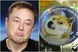 जानें Elon Musk ने ऐसा क्‍या कह दिया, जिससे 40% गिर गए Dogecoin के दाम