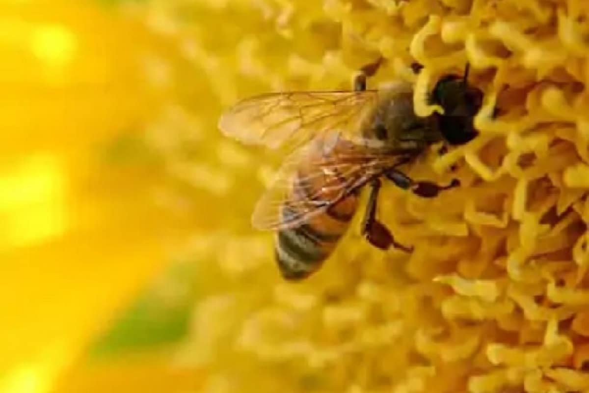 Health, Covid-19, Coronavirus, Covid-19 Test, RT-PCR test, Honeybees, Corona Test, Covid Test, bees,