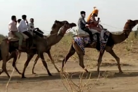 इस बारात की तस्वीरें सोशल मीडिया में जमकर वायरल हो रही हैं. सबसे आगे के ऊंट पर  दूल्हा सवार था. 