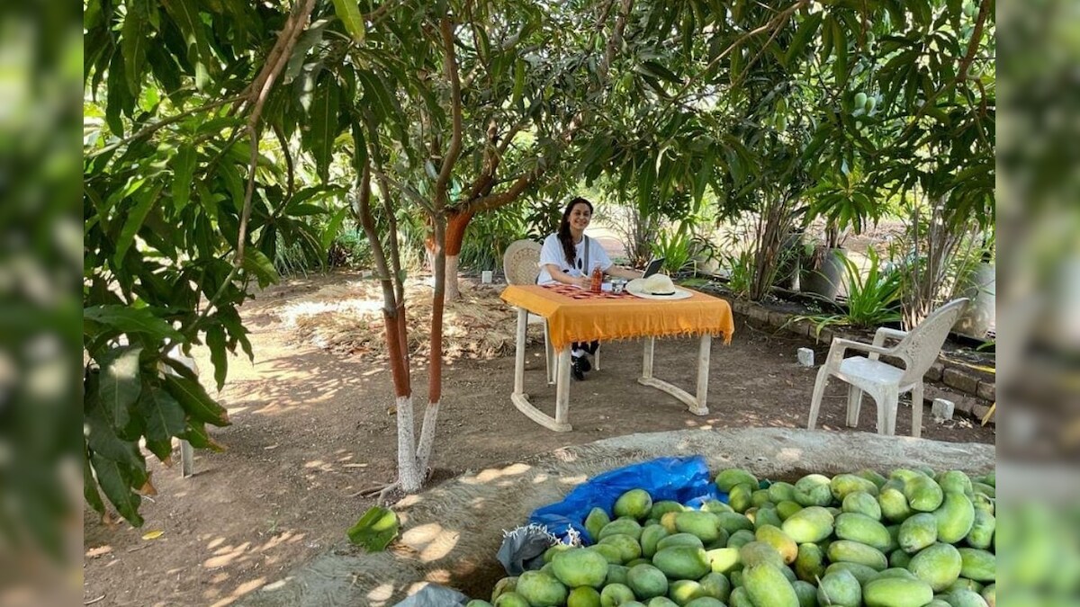 PHOTOS: जूही चावला ने फार्म हाउस के आमों की दिखाई झलक, बोलीं- और लगाऊंगी फलों वाले पेड़ - PHOTOS Juhi Chawla gives a glimpse of the mangoes of the farm house said- she will plant more trees of fruits – News18 हिंदी