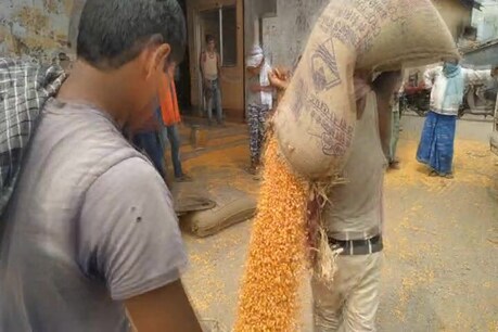पूर्णिया (Purnia) में किसानों द्वारा मक्के की बंपर पैदावार से हजारों मजदूरों को भी रोजगार मिलता है. व्यवसायी मनोज सर्राफ ने कहा कि मक्का का रेट उसकी क्वालिटी और मास्चराईजेशन पर निर्भर करता है. यहां 14 प्रतिशत से नीचे मास्चराइजेशन वाले मक्के की कीमत 1500 से 1550 रुपये प्रति क्विंटल है. जबकि इससे अधिक मास्चराइजेशन वाले मक्के की कीमत करीब 1450 रुपये प्रति क्विंटल है