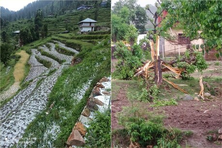 कुल्लू में गिरे ओले और मंडी में पेड़ पर गिरी बिजली.