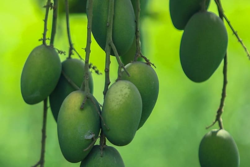 राजस्थान, 26 फीसदी आम, बांसवाड़ा में पैदावार, ताऊ ते तूफान, भारी नुकसान, राजस्थान न्यूज अपडेट, आम का मौसम Rajasthan, 26 percent mangoes, yield in Banswara, tau te storm, heavy damage, Rajasthan news update, mango season