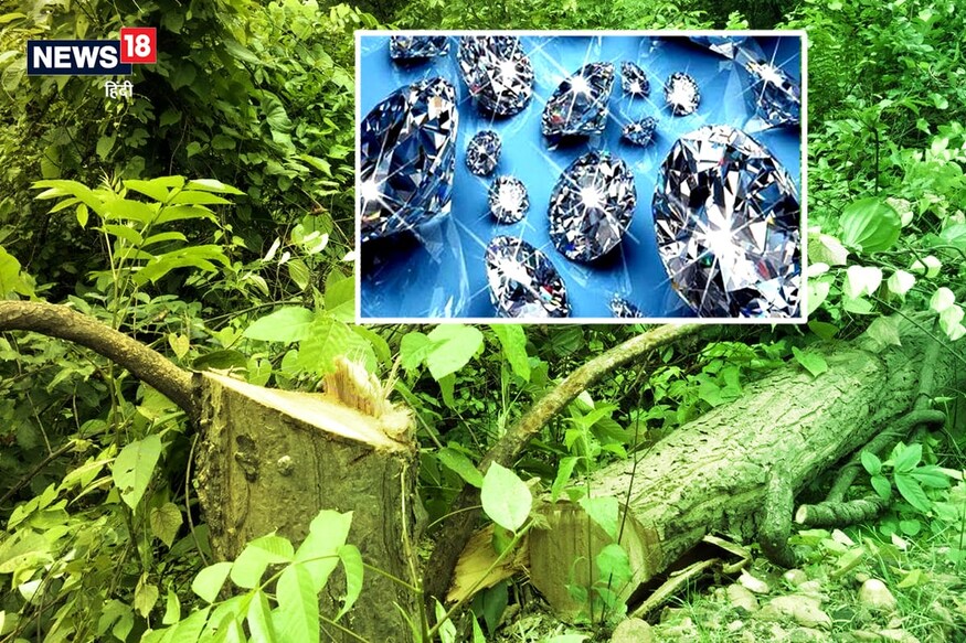 पेड़ जरूरी या हीरा; बक्सवाहा में यह लड़ाई लंबी चलने वाली है पेड़ जरूरी या हीरा; बक्सवाहा में यह लड़ाई लंबी चलने वाली है
