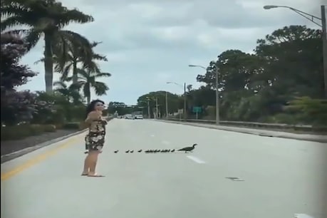 The woman stopped the traffic to get the duck and her children to cross the road.