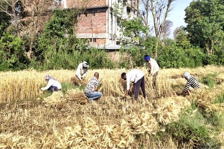 कांगड़ा में कोरोना संक्रमित परिवार की फसल काटते हुए ग्रामीण.
