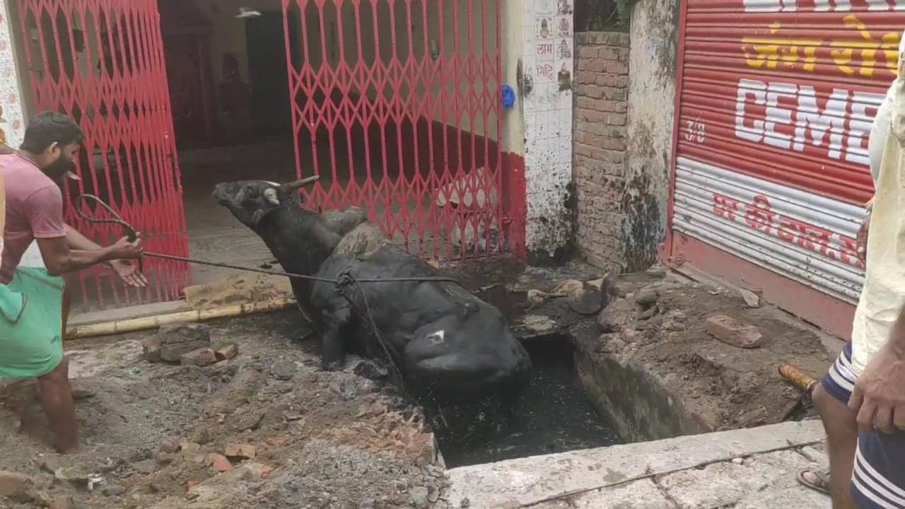 bihar news, navada news, bull rescue, bull rescue in bihar, navada bull rescue, बिहार न्यूज, नवादा न्यूज, नवादा सांड रेस्क्यू, नाले में गिरा सांड, बजरंग बली मंदिर पहुंचा सांड