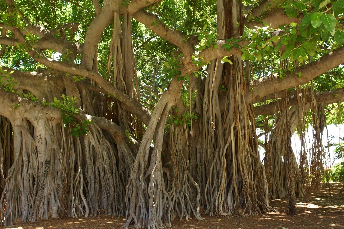 what-is-special-about-the-banyan-tree-in-lahaina-maui-how-old-is-the