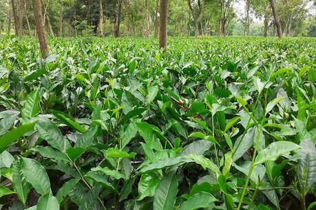 चाय पत्ती के बिजनेस से बने मालामाल!