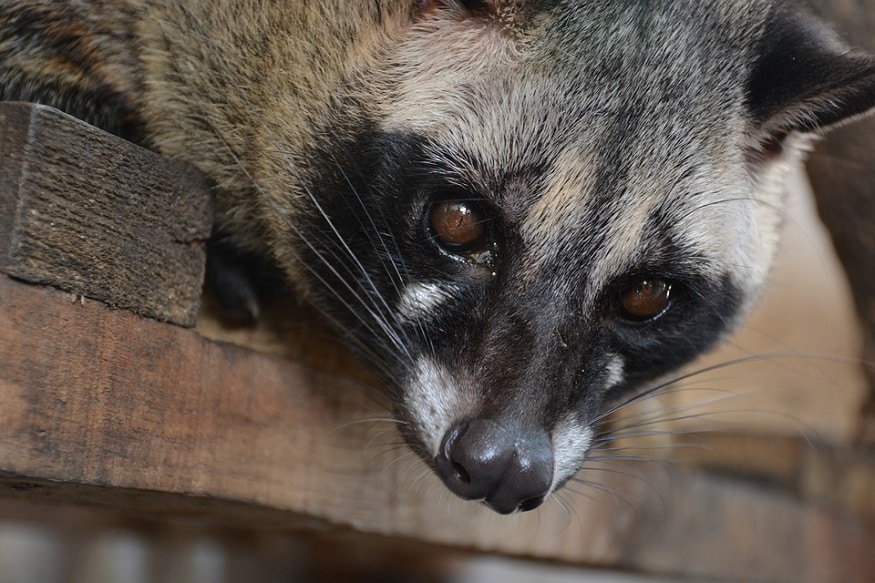 Most Expensive Coffee Civet