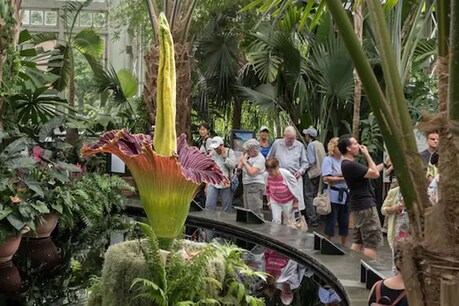 Corpse Flower इन दिनों अमेरिका के सैन फ्रांसिस्को के एक नर्सरी में खिला हुआ है