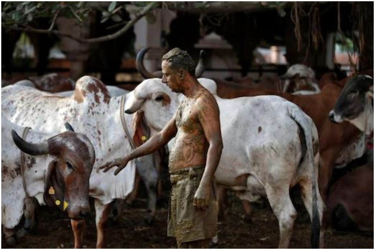 कोरोना से बचने के लिए गाय के गोबर का इस्तेमाल हो सकता है खतरनाक, डॉक्टरों ने दी चेतावनी