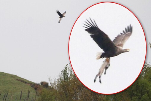यहां आसमान में उड़ते दिख रहे हैं कुत्ते-बिल्ली, भूखे चीलों के Attack से