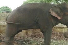 दुमका में अचानक घुस आए जंगली हाथी ने मचाया तांडव, युवक को सूंड से उठाकर पटका