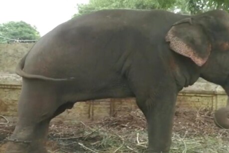 उन्होंने बताया कि वन विभाग घायल युवक को नियमानुसार मुआवजा देगा. (सांकेतिक फोटो)