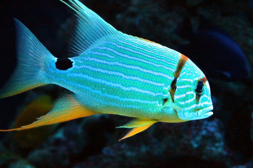 large yellow croaker expensive fish