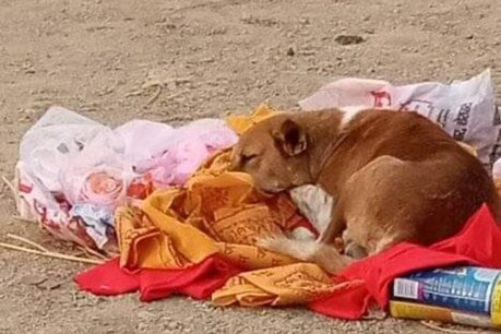 गया में एक कुत्ता अपनी मालकिन की मौत के बाद 5 दिन तक श्मशान में बैठा उनके आने का इंतजार करता रहा.