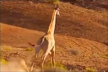 जेब्रा का शिकार करने की कोशिश शेरनी को पड़ी भारी, Video देखें कैसे आई आफत