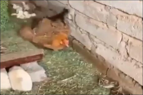 फाइल फोटो.