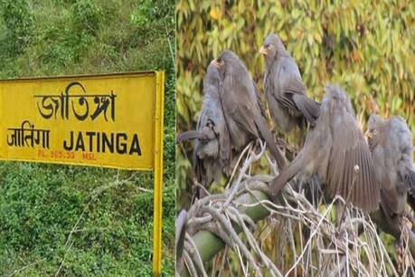 शाम के 6 से रात के 10 बजे ग्रुप सुसाइड करते हैं हजारों पक्षी