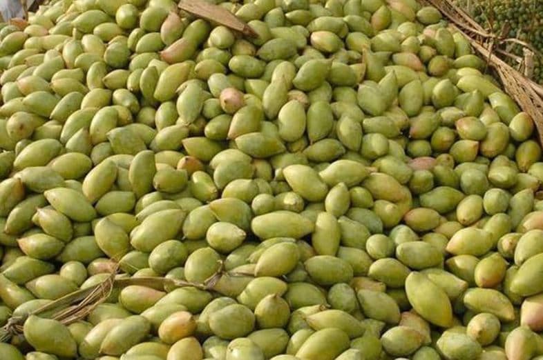 bihar news, bihar samachar, mango production in india, mango production in bihar, बिहार न्यूज़, बिहार समाचार, आम की पैदावार, आम का उत्पादन