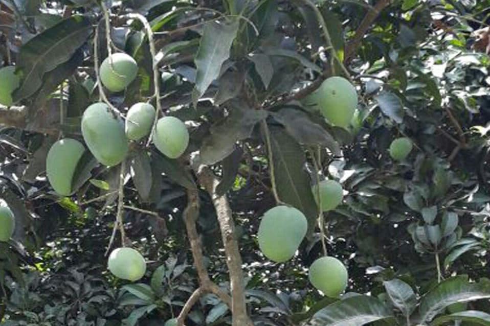 bihar news, bihar samachar, mango production in india, mango production in bihar, बिहार न्यूज़, बिहार समाचार, आम की पैदावार, आम का उत्पादन
