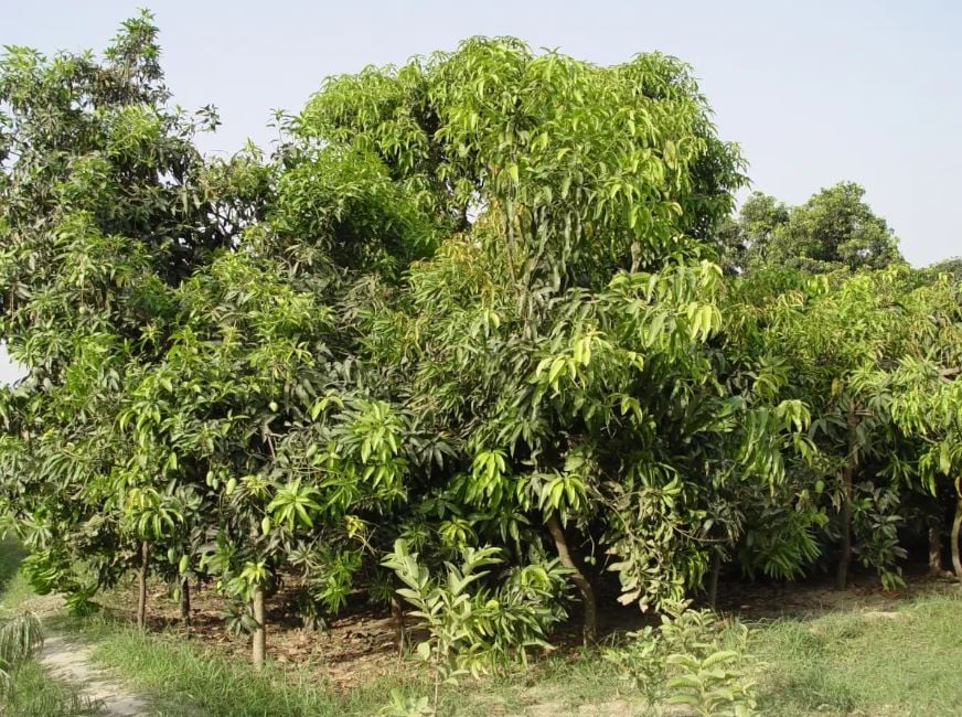 bihar news, bihar samachar, mango production in india, mango production in bihar, बिहार न्यूज़, बिहार समाचार, आम की पैदावार, आम का उत्पादन