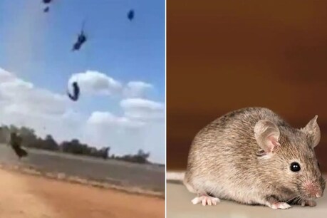 Australia से एक Video सामने आया जिसमें लोगों ने आसमान से चूहों की बारिश होते देखा