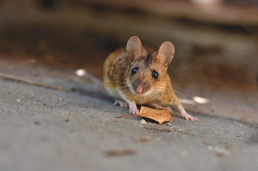 mice hits Australia China connection