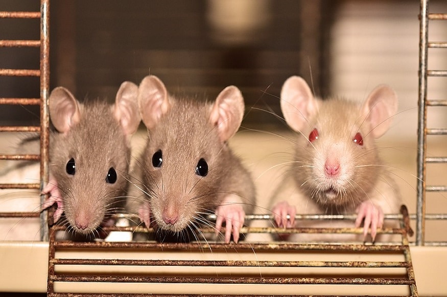 mice hits Australia China connection