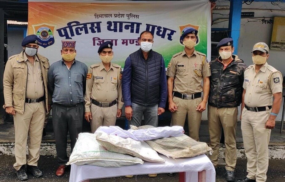 Drugs in Himachal affeem plants destroyed by mandi police hpvk 1 Drugs in Himachal affeem plants destroyed by mandi police hpvk