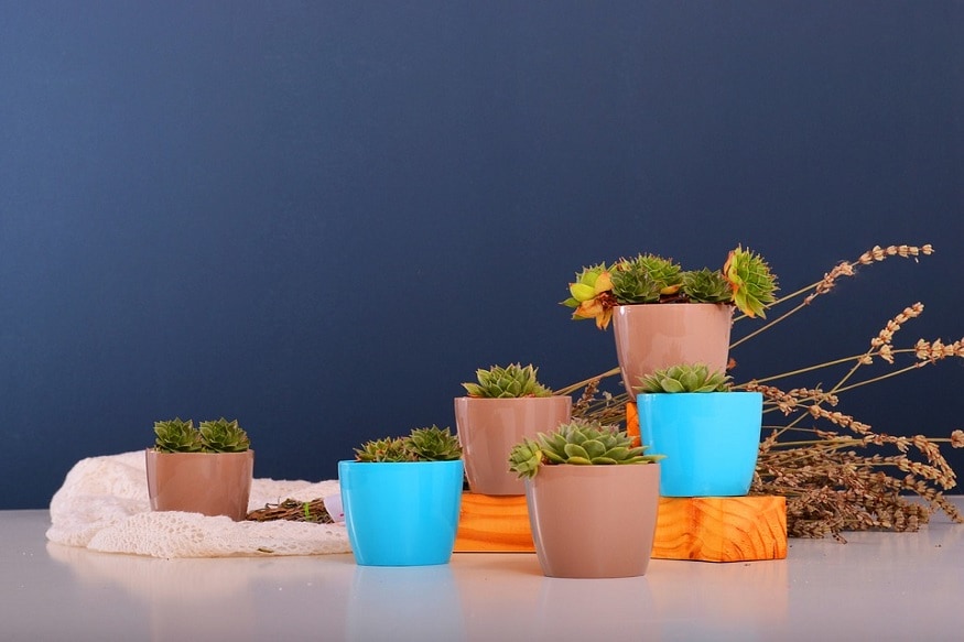 plants help boost oxygen level amid coronavirus
