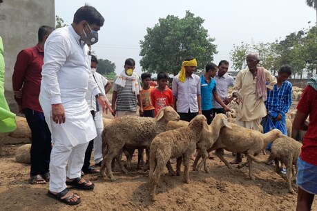 कुत्तों के हमले से 38 भेड़ों की मौत, भाजपा सांसद रामकृपाल यादव ने उठाई मुआबजे की मांग.