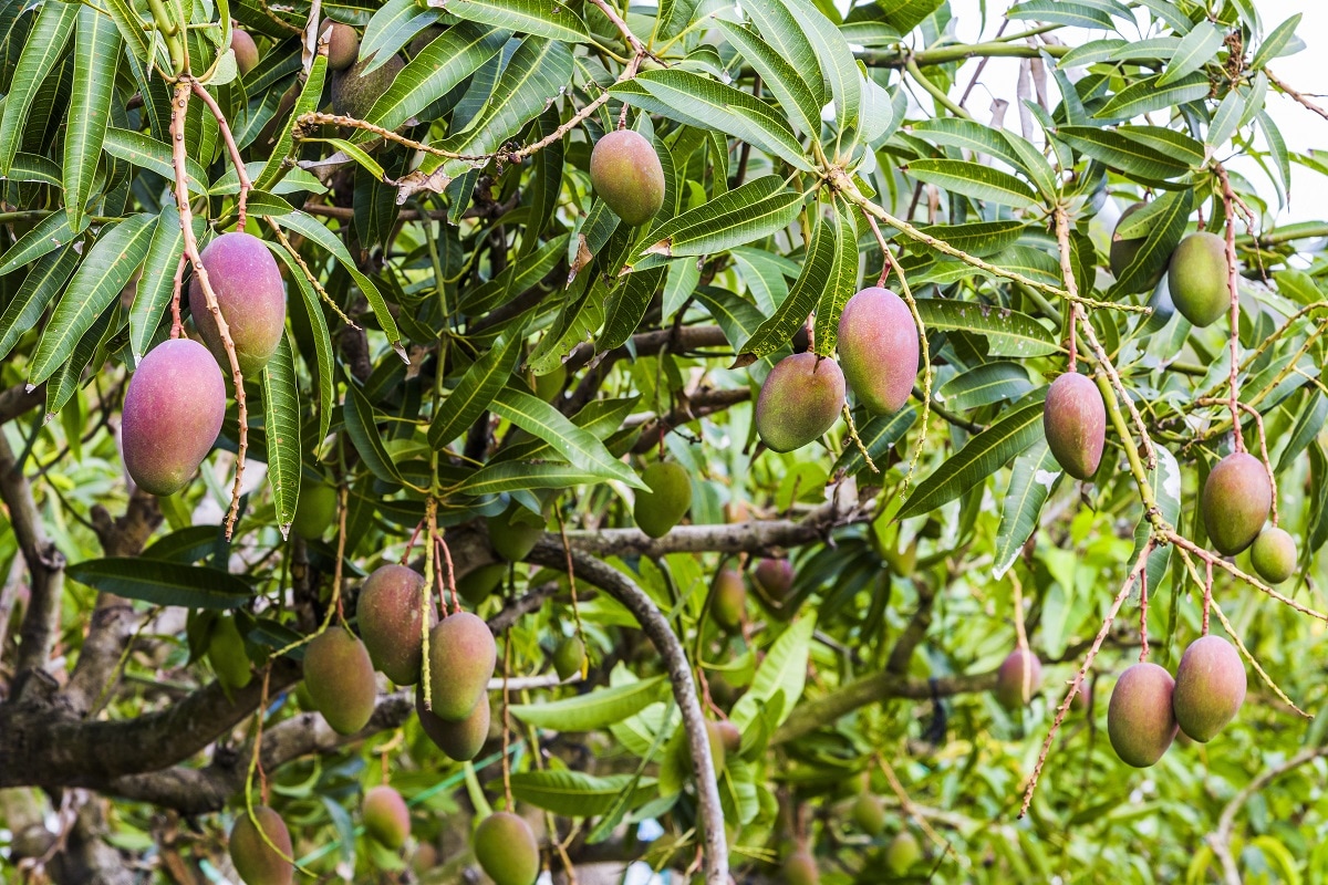 दुनिया का सबसे महंगा आम जापान का मियाजाकी है. Image/shutterstock