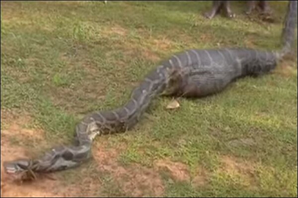 जिंदा बकरी को निगल गया अजगर, Video में देखें फिर लोगों ने क्या किया