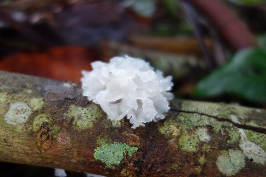 white fungus