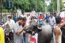 पेट्रोल-डीजल ने लगाया शतक तो पटना की सड़कों पर बाइक खींचती दिखीं भैंसें