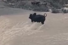 पौड़ी गढ़वाल : बरसाती नदी में बहते सांड को मिला चट्टान का सहारा... See Video