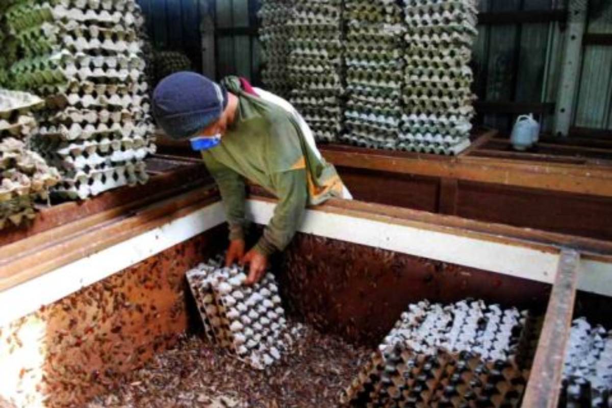 Crabs Vending Machine, Bizarre things around the World, shopping malls in china, chinese food, bizarre foods from china, weird facts of china, weird facts, bizzare story