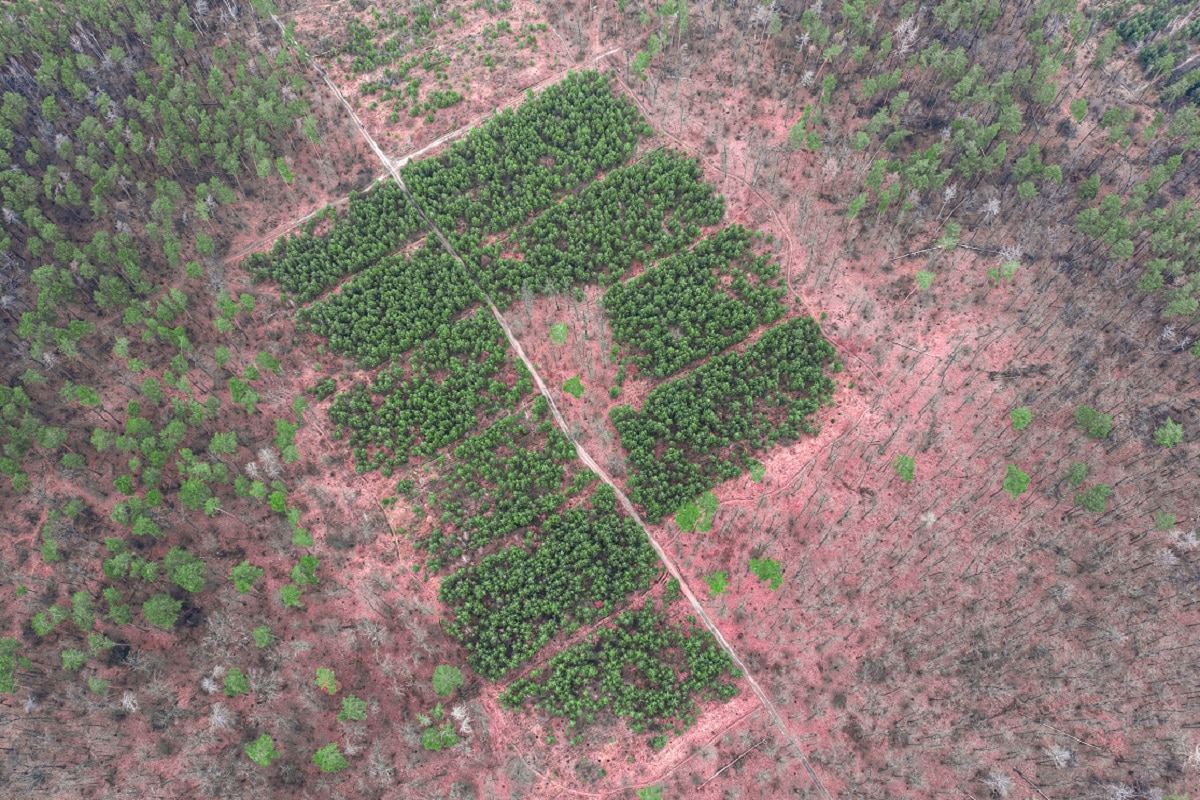 Environment, Climate, Climate Change, Global Warming, World Environment Day, World Environment Day 2021, Ecosystem Restoration, World Environment Day Theme