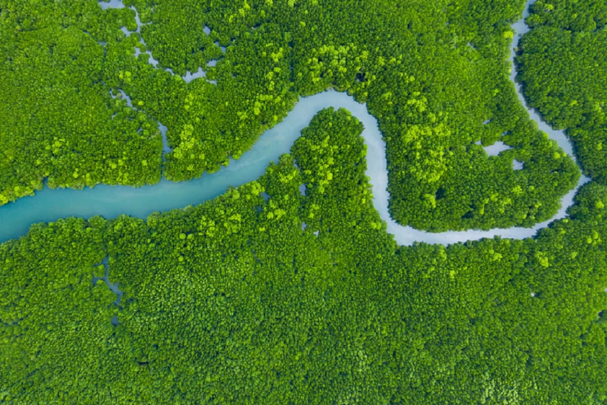 Environment, Climate, Climate Change, Global Warming, World Environment Day, World Environment Day 2021, Ecosystem Restoration, World Environment Day Theme